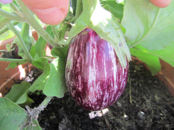 Aubergine 341955Calliopefc.jpg