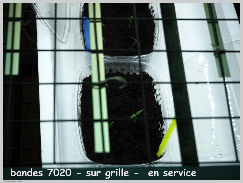 Semis "classique" en barquette, dans un "germinateur" LED