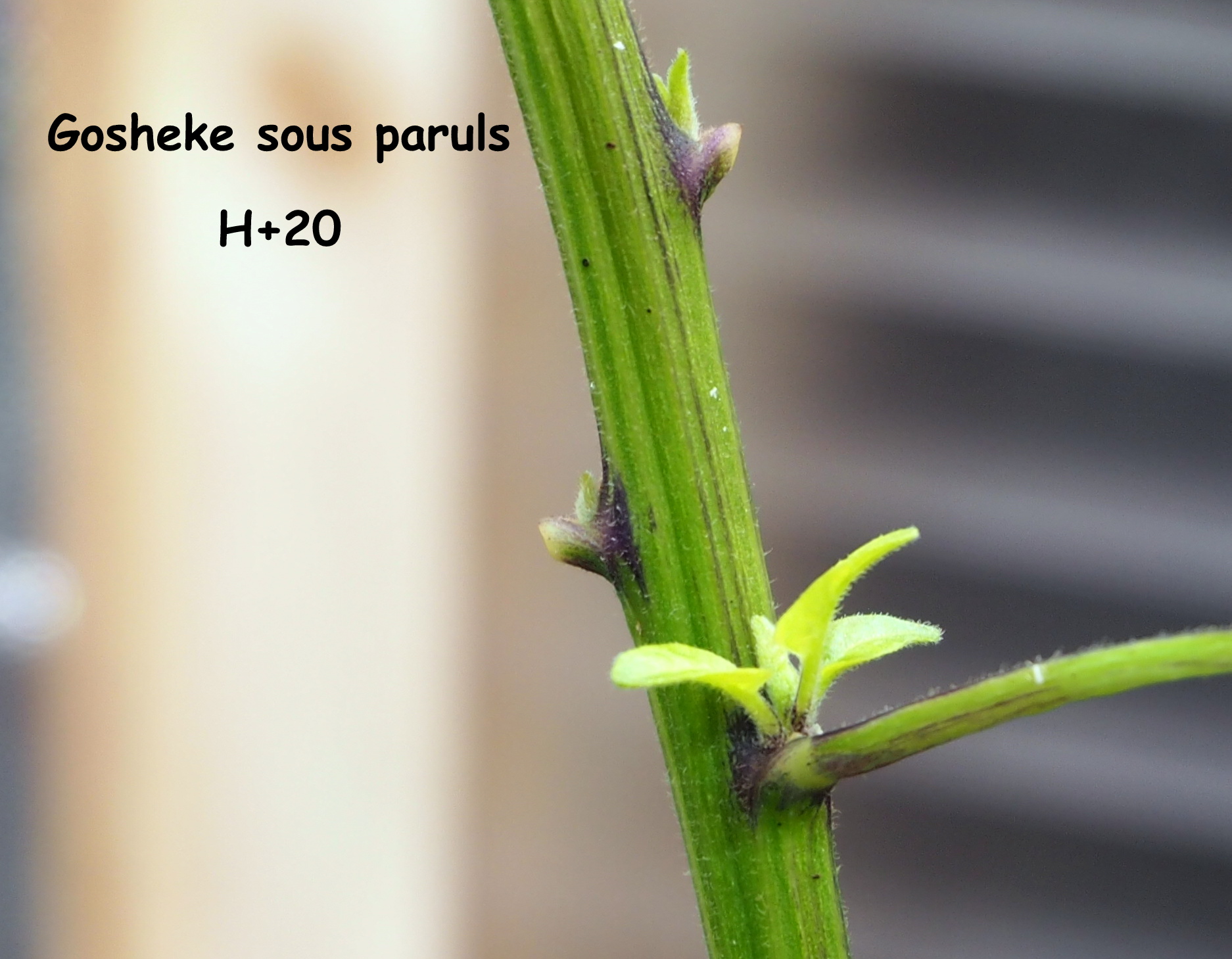 Premières nouvelles feuilles