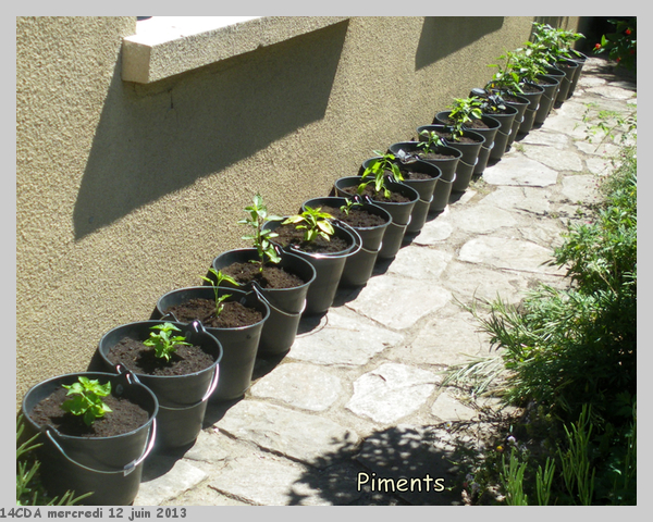 Piments, juste après la mise en pots