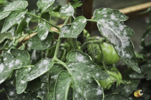 oidium