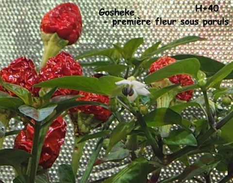Première fleur