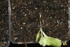 Fonte des semis sur une plantule de salade