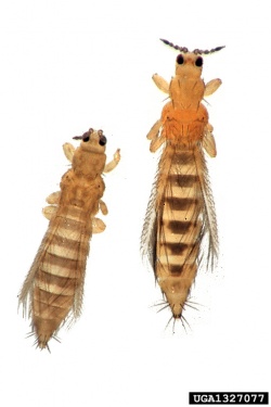 les plus répandus: thrips du tabac (à gauche), actuellement supplanté par frankiniella occidentalis (à droite), principal vecteur du tomato spotted wilt virus