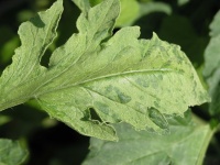 argenture