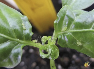 pucerons sur jeune plant de poivron, le bourgeon est atrophié par les piqûres