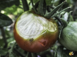 brûlure solaire, plusieurs jours après, recouverte d'une pellicule semblable à du papier: la partie desséchée enlevée, le reste du fruit est comestible