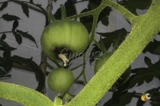 Nécrose apicale (cul noir)
