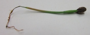 Fonte des semis sur une plantule de pin taeda