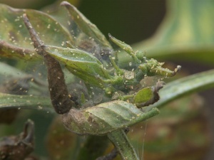 araignées rouges, dégâts sur poivron