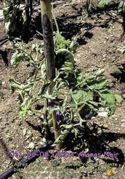 Plante attaquée par des pucerons rouges, bourgeon de tête détruit