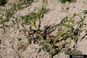 Fusariose de la tomate