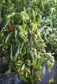 verticilliose