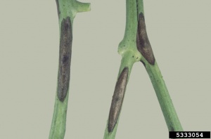 Alternariose lésions sur tige