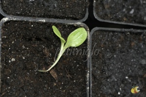 Fonte des semis sur une plantule de salade