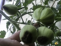 Nécrose apicale (cul noir)
