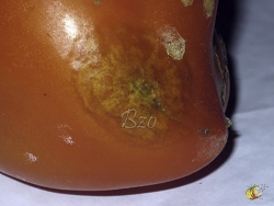 Mildiou sur fruit, début