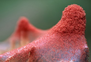 pullulation d'araignées rouges