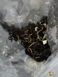 larves de taupins dans la serre de Sasa