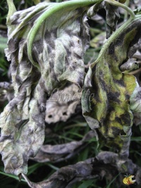 cladosporiose feuilles au stade terminal