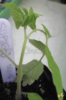 pliures du pétiole de la feuille de tomate, symptôme typique des piqûres de pucerons