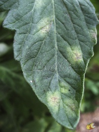 cladosporiose, dessus de la feuille