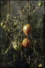 Feuillage atteint par le Mildiou