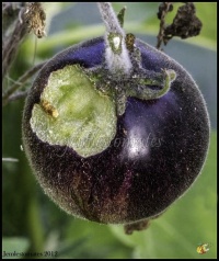 Limace sur tomate