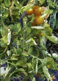 verticilliose