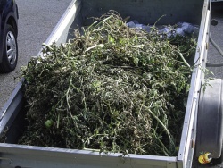 Mildiou - fin d'une culture