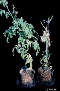 Nématodes à galles, dégâts sur jeunes plants