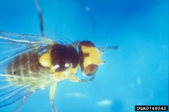 Mouche mineuse Liriomyza bryoniae, adulte