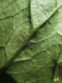 cladosporiose, feutrage à l'envers de la feuille