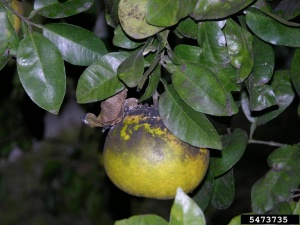 fumagine sur le feuillage et fruit d'un agrume