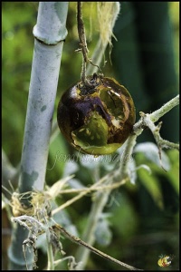 Petits escargots sur tomate