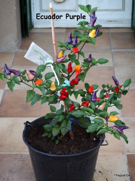 Papo4334_EcuadorPurple2