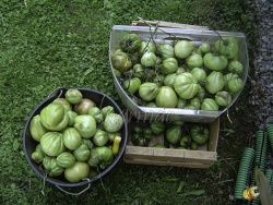 Mildiou - fruits contaminés