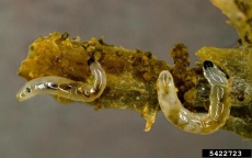 Larves de mouches du terreau