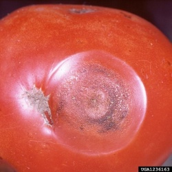 anthracnose