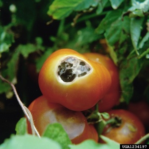 brûlure solaire où s'est implanté un champignon, le fruit va moisir