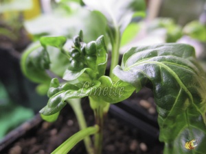 déformations dues aux piqûres de pucerons, jeune plant de poivron