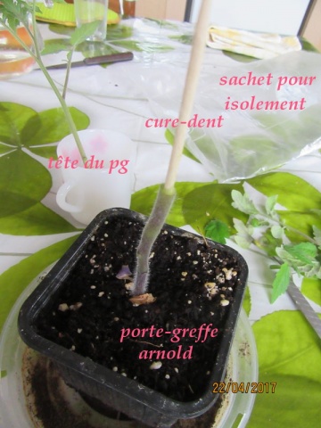 La perforation de la tige du PG