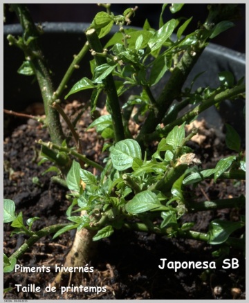 Japonesa Hiverné, taille de printemps