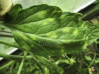 cladosporiose au début, dessus de la feuille