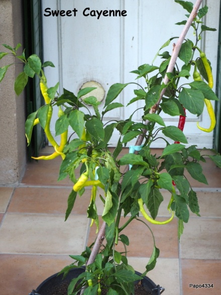 Sweet Cayenne