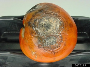 anthracnose stade avancé