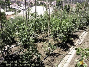 Plantation après l'attaque de pucerons rouges