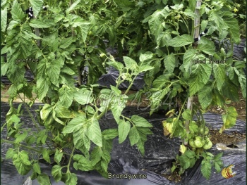 Début de verticilliose, à gauche sur tomate greffée, à droite sur pied franc