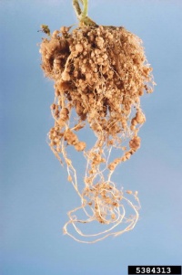 Nématodes à galles, racines
