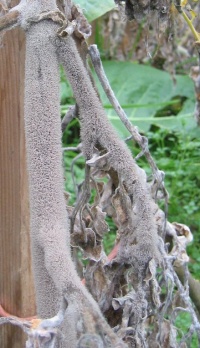 pied de tomate envahi par le botrytis